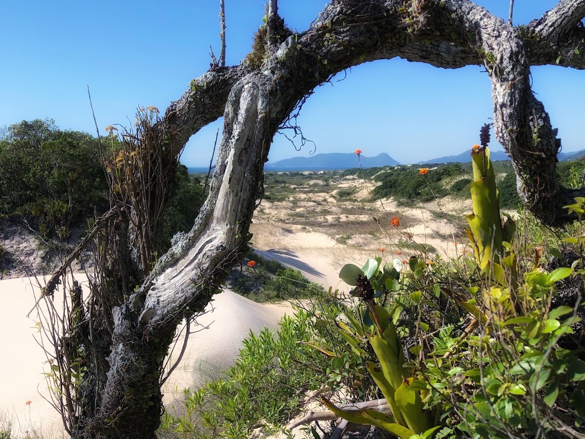 Parque Natural Municipal das Dunas da Lagoa da Conceição em Florianópolis — foto 2