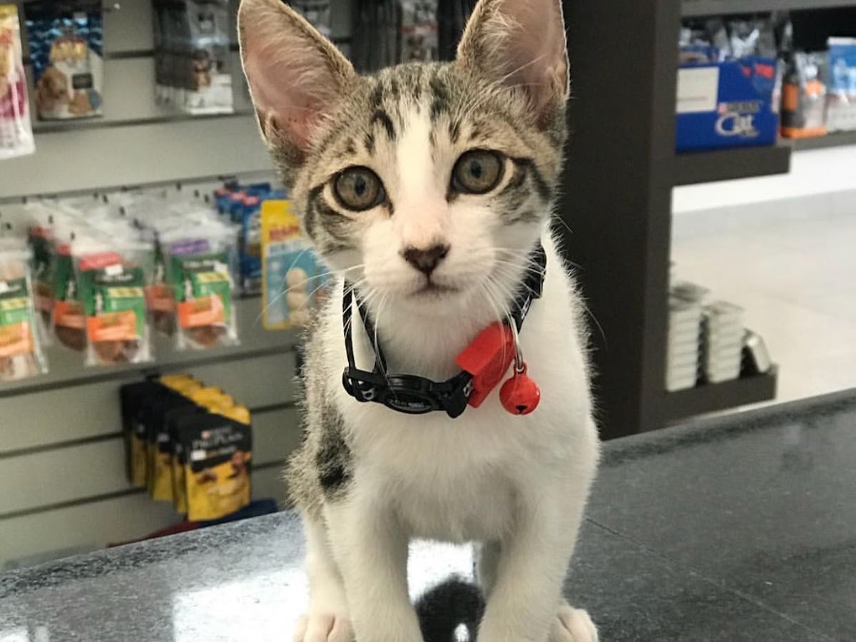 Perola Negra Pet Shop - PLANTÃO 24H em Florianópolis — foto 2