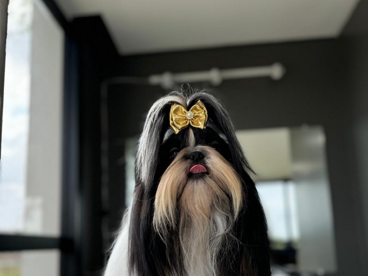 Pet Gold - Cachoeira do Bom Jesus em Florianópolis — foto 2