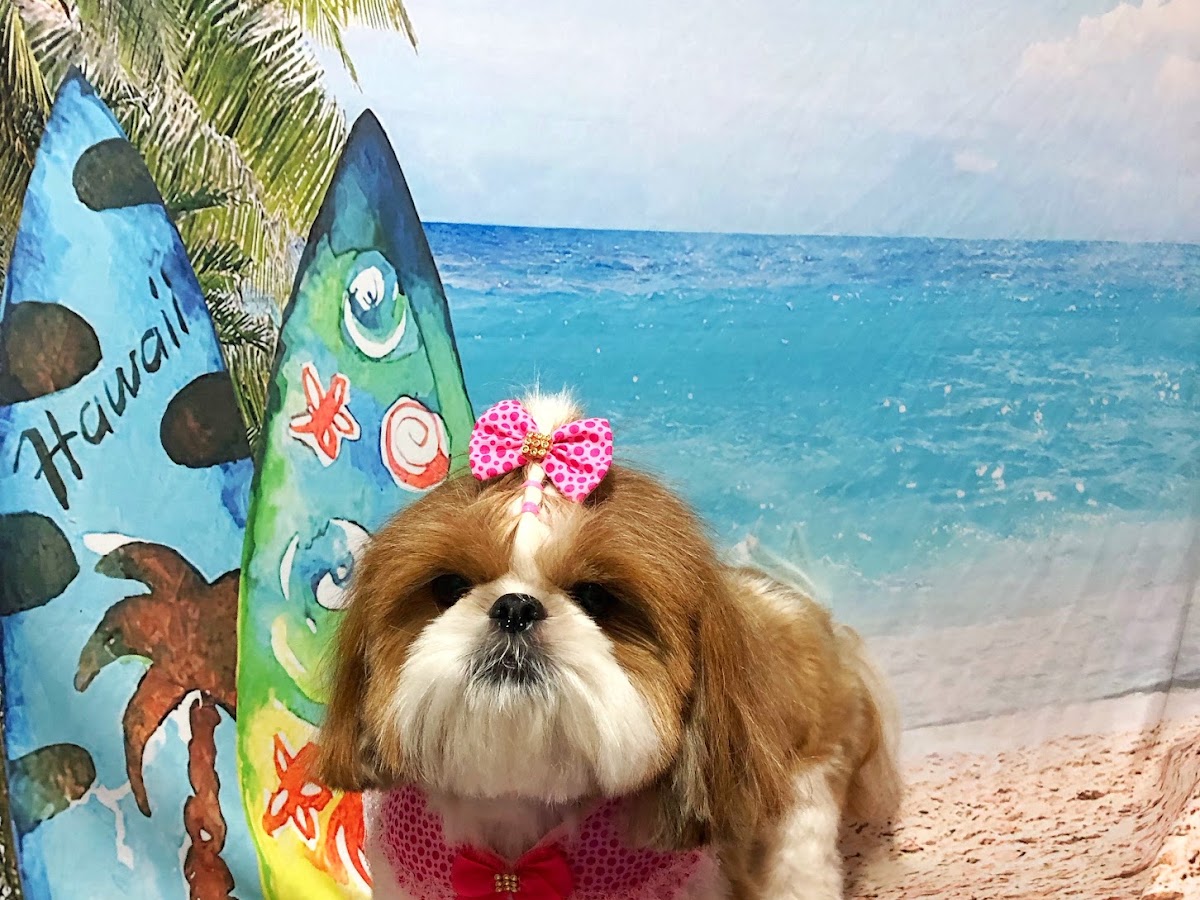 Foto da Pets da Ilha Campeche
