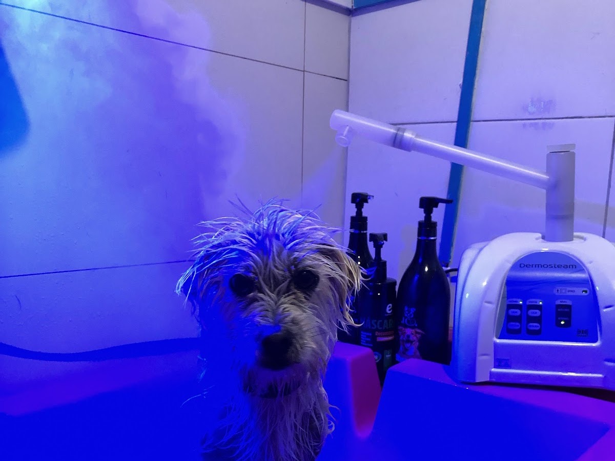 Pets da Ilha Campeche em Florianópolis — foto 1