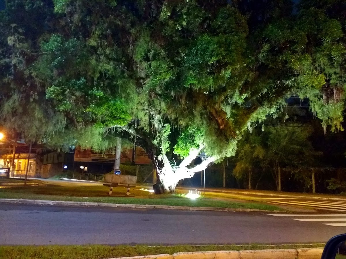 Foto da Praça da Árvore Centenária