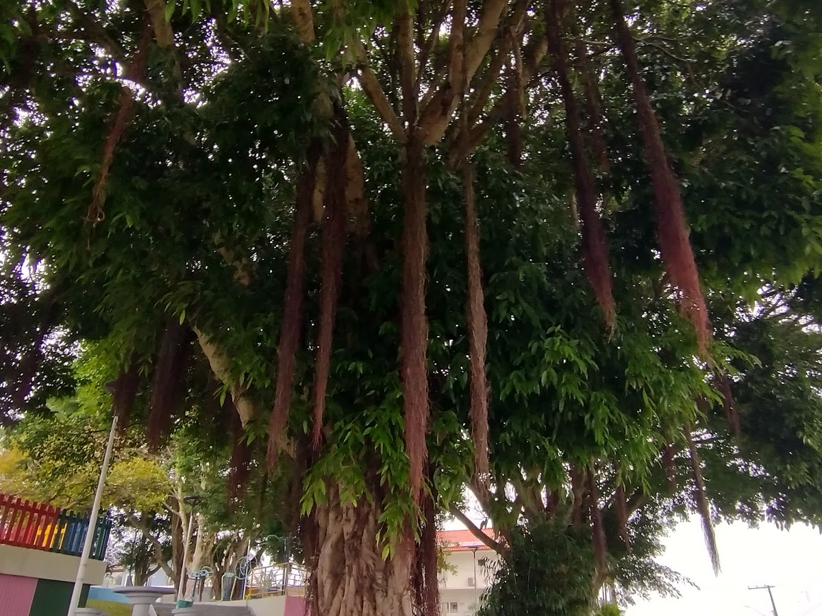 Praça da Coloninha em Florianópolis — foto 2
