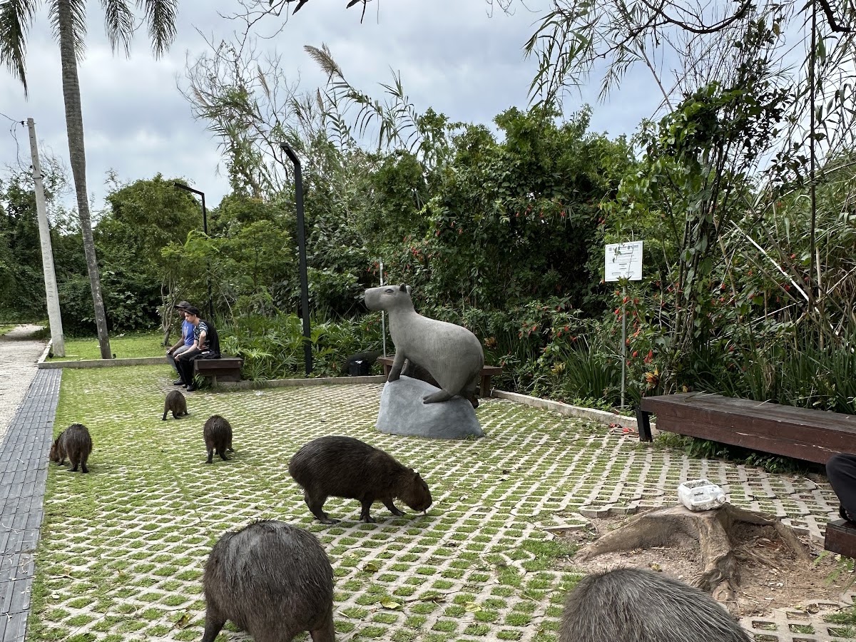 Praça das capivaras em Florianópolis — foto 1