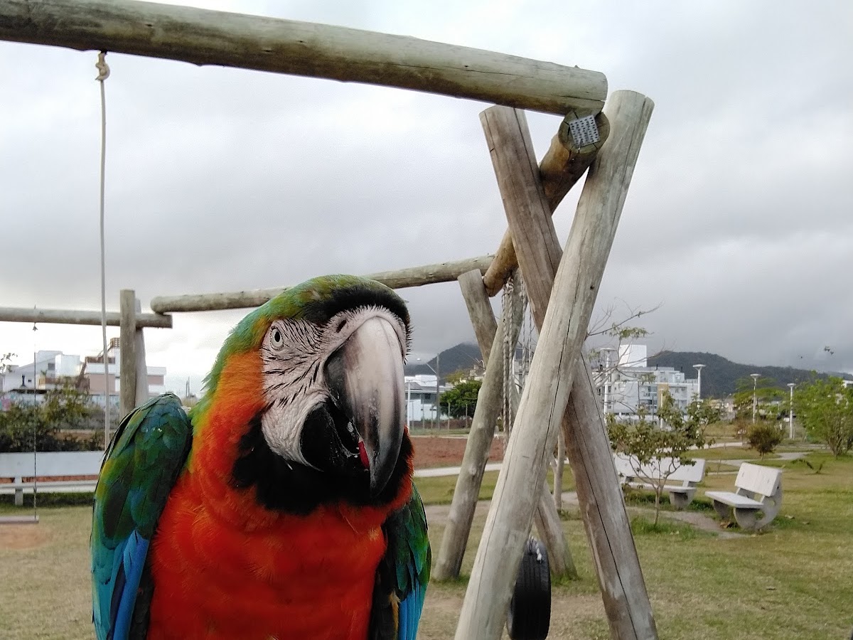 Praça do Campeche em Florianópolis — foto 2