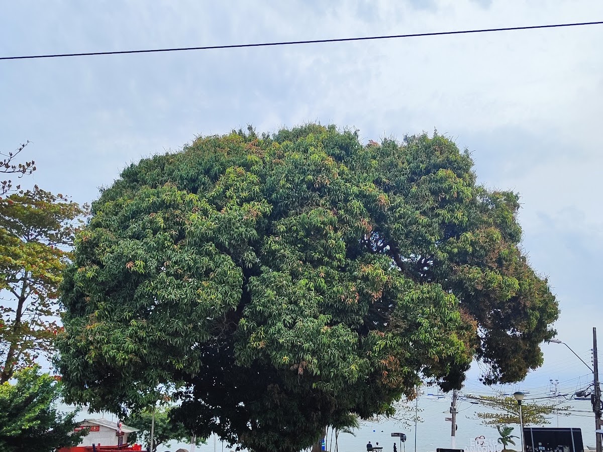 Praça Getulio Vargas em Florianópolis — foto 4
