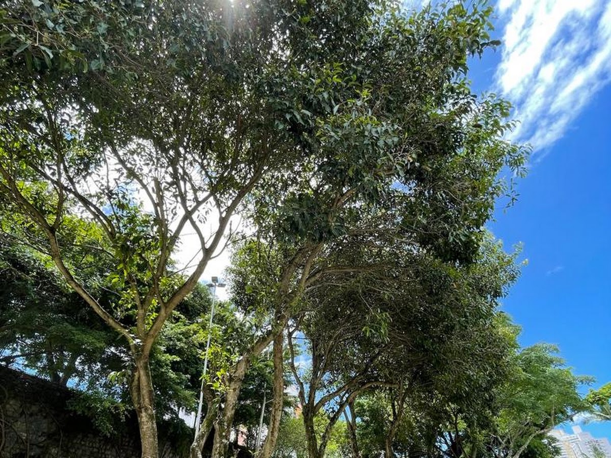 Praça João Demaria Cavallazzi em Florianópolis — foto 4