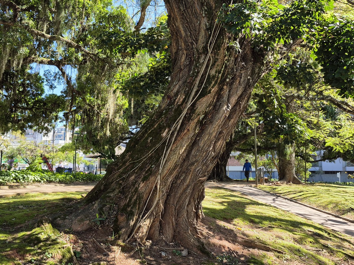 Pracinha Dona Tilinha em Florianópolis — foto 2