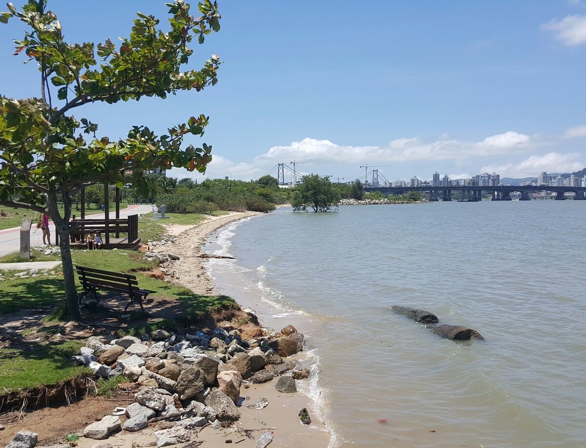 Coqueiros em Florianópolis — foto 4