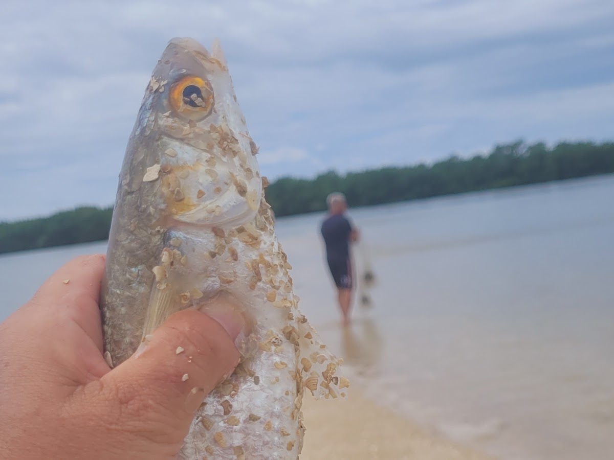 Rancho do Junior costeira do pirajubae em Florianópolis — foto 2