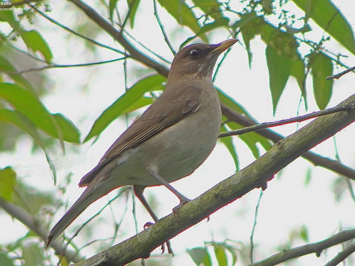 Refúgio Dos Animais em Florianópolis — foto 2