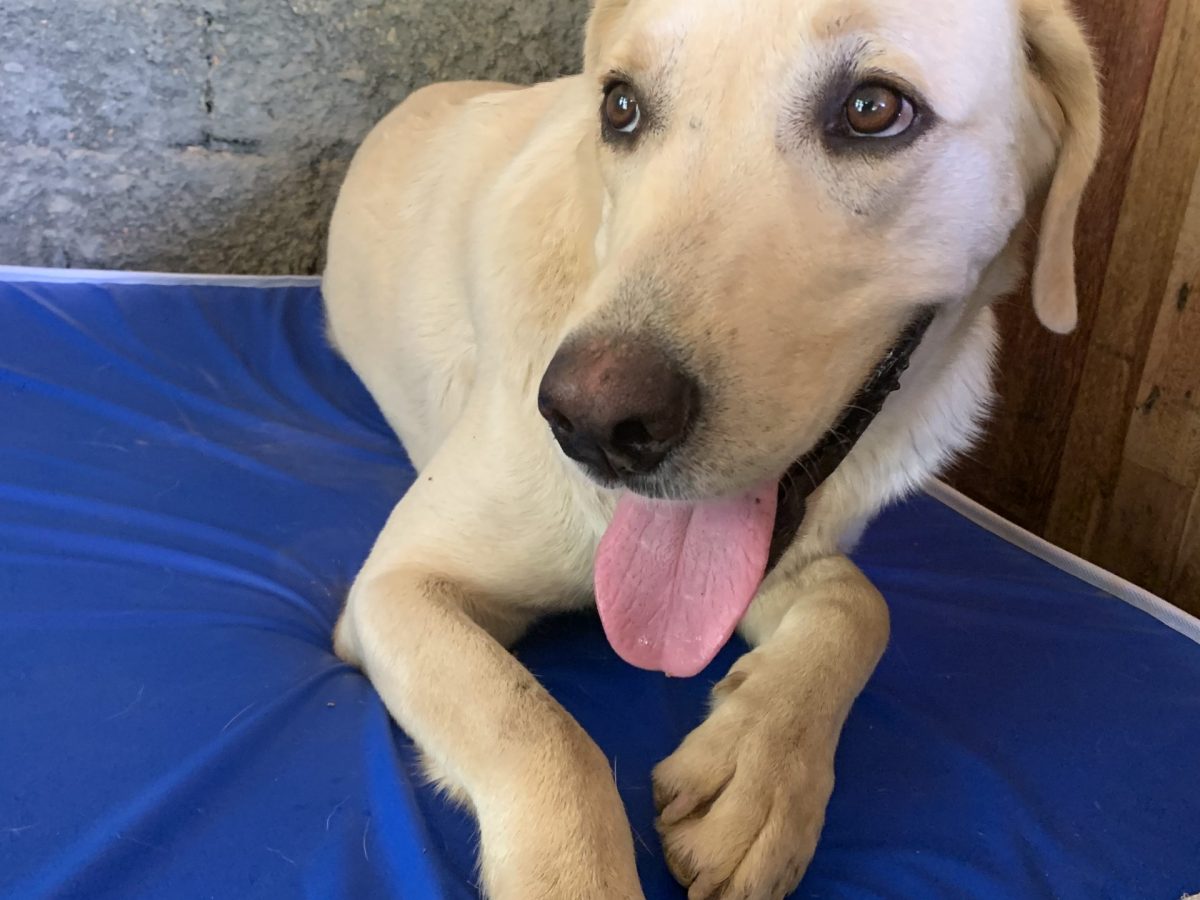 sos pets em Florianópolis — foto 1