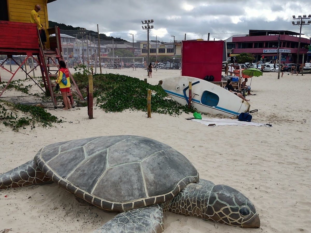 Tartaruga da Barra da Lagoa/SC em Florianópolis — foto 1