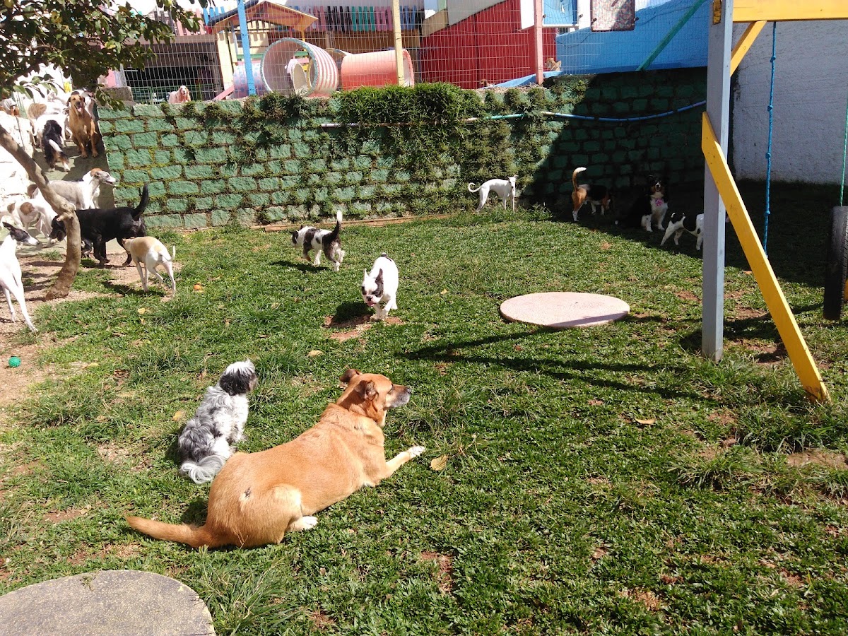 Foto da Tia Pet Dog Creche e Hospedagem
