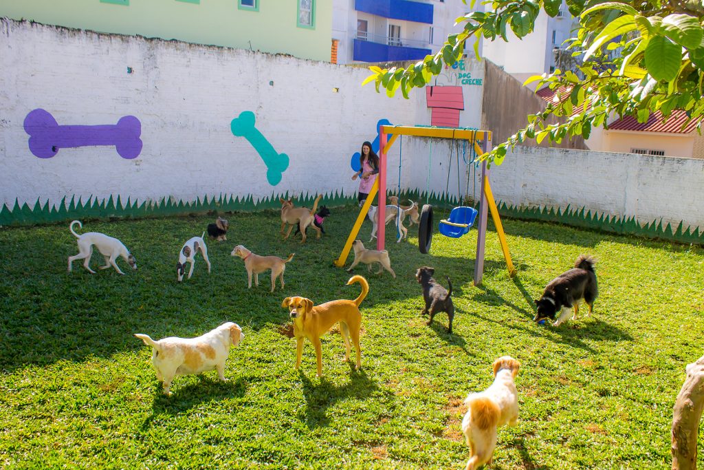 Tia Pet Dog Creche e Hospedagem em Florianópolis — foto 1