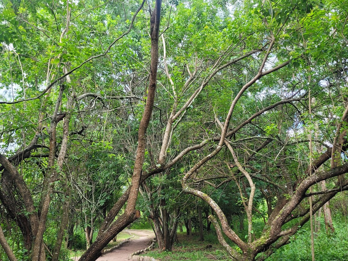 Trilha do parque ecológico ilha das conchas em Florianópolis — foto 2