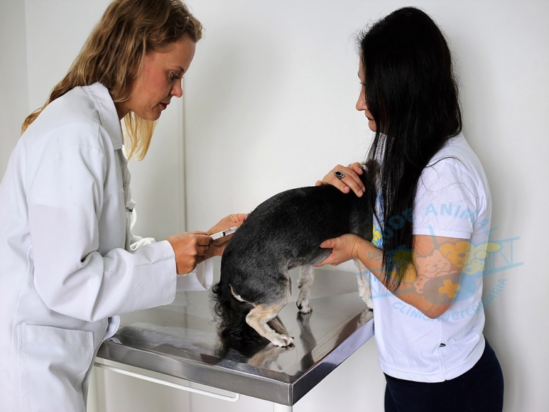 Veterinária Saude Animal Floripa em Florianópolis — foto 4